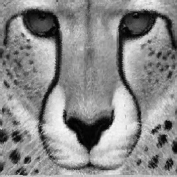 cheetah